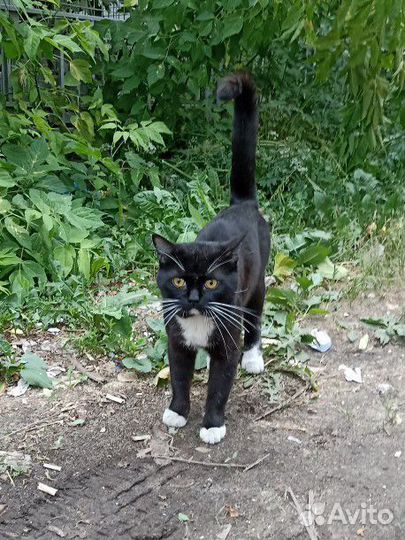 Черный кот