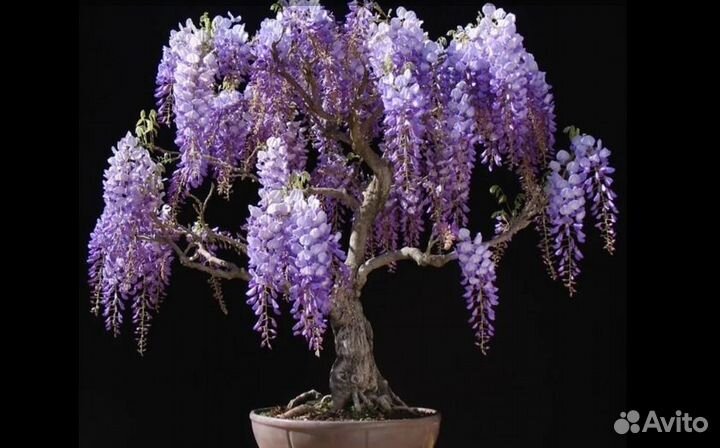 Семена бонсай Глициния Китайская Янтай, 5 шт