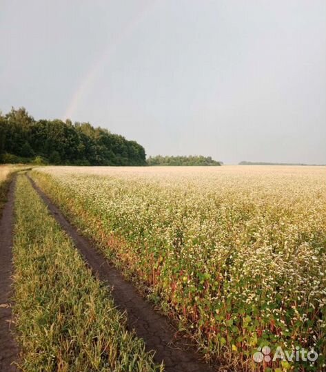 Гречишный мёд (яркий и насыщенный вкус) доставка