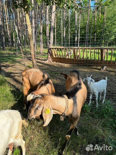 Нубийский козел