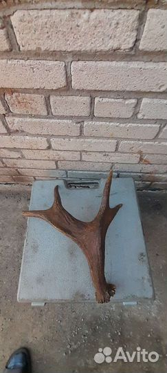 Рог оленя весь 1кг400грам