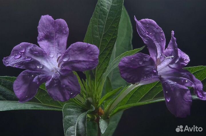 Руэллия Макойя – яркое и нежное растение