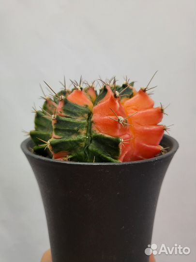 Кактусы, адениумы, суккуленты, орхидеи, комнатные