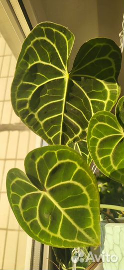 Антуриум кларинервиум Хрустальный 40 см