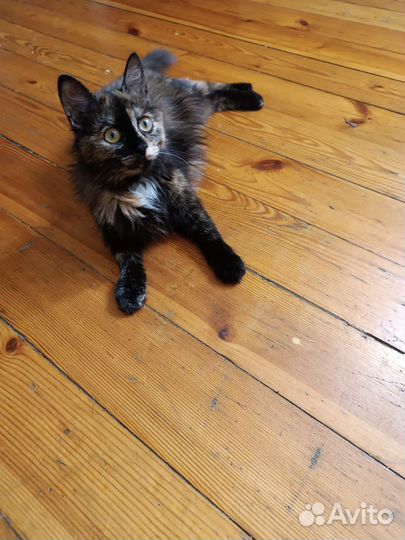 Отдам кошку в добрые руки