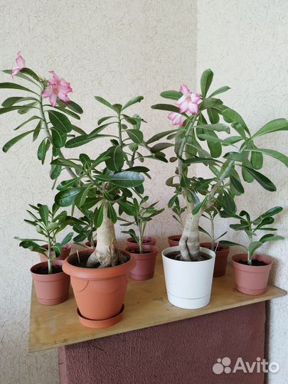 Черенки адениума