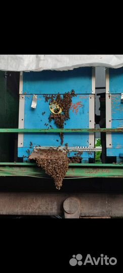 Домики для пчел