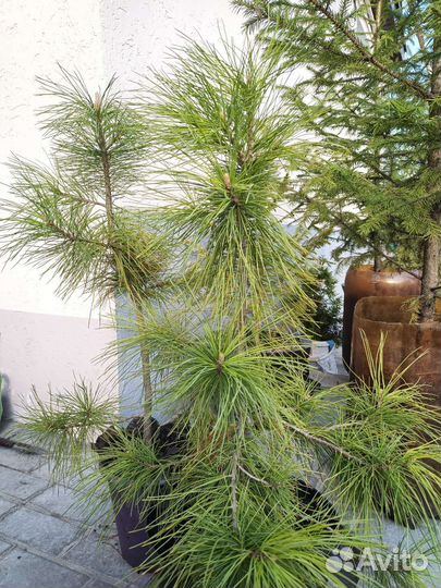 Саженцы сибирского кедра