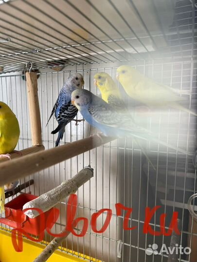 Волнистый попугай