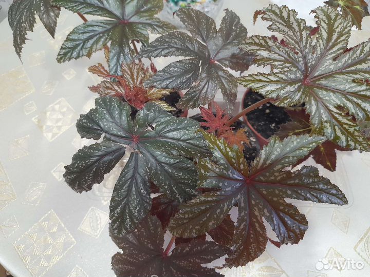 Бегония Грифон