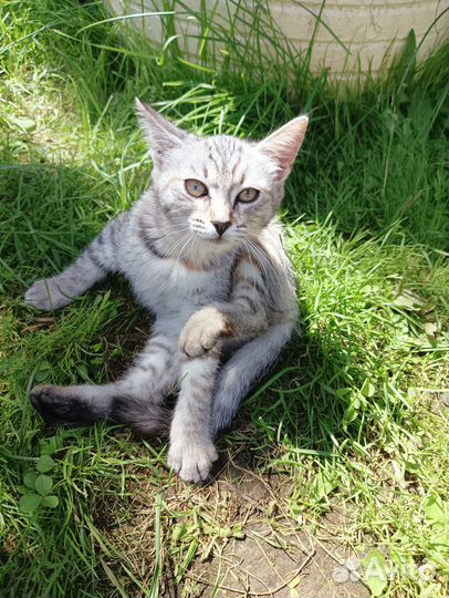 Очень срочно