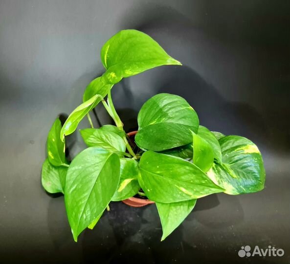 Филодендрон, сциндапсус