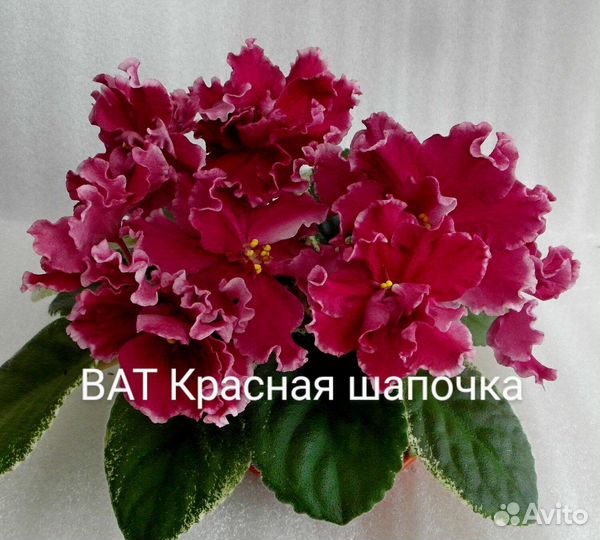 Фиалки детки