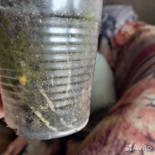 Алоказия полли