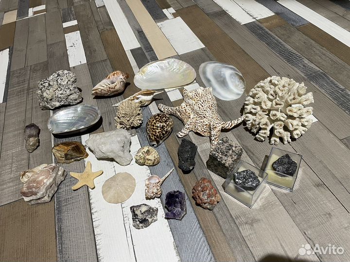 Камни ракушки