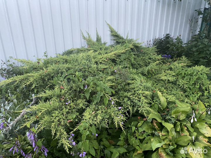 Можжевельник большой куст