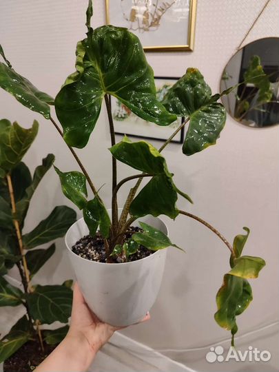 Алоказия стингрей