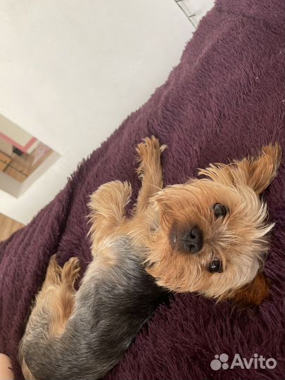 Передержка собак