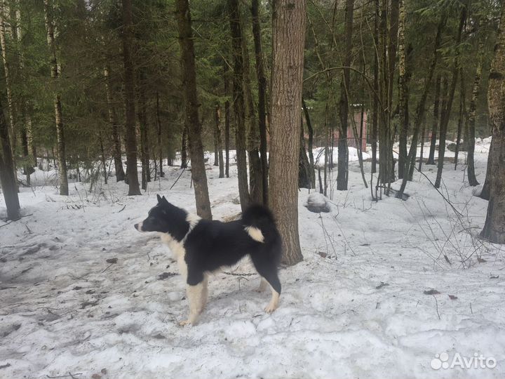 Щенок лайки русско-европейской