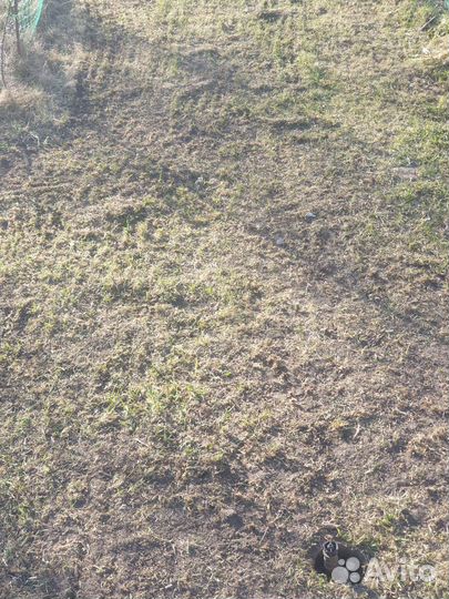 Аэратор для газона,скарификатор