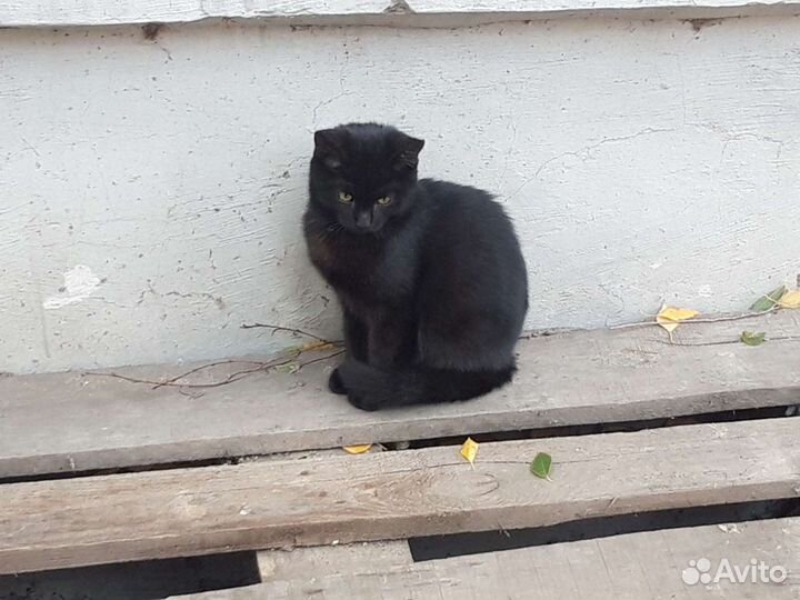 Котята бесплатно