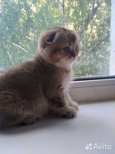 Шотландские котята