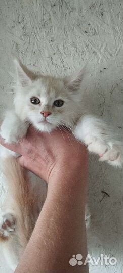 Котята Мейн куна