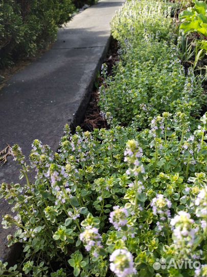 Многолетние: эстрагон(тархун), тимьян Golden King