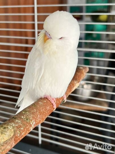 Выставочные волнистые попугаи чехи