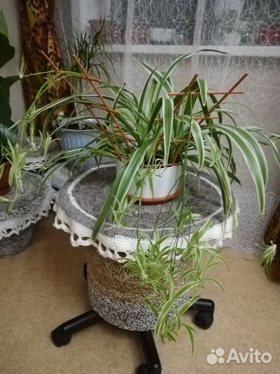 Хлорофитум