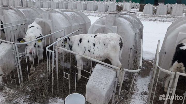 Бычки телята для откорма