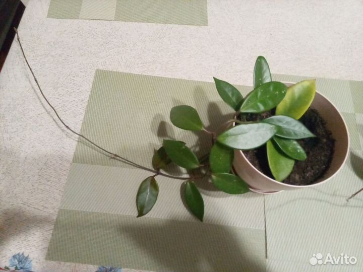 Хойя комнатный ампельный цветок