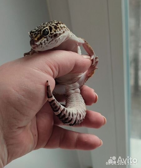 Эублефар Black Night