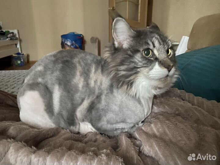 Кот