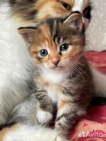 Отдам в добрые руки замечательного котенка