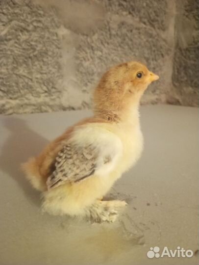 Цыплята породы Брама