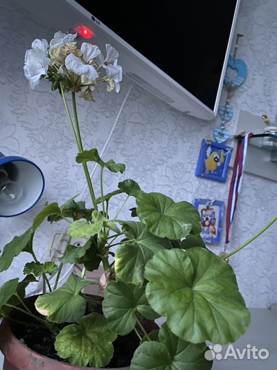 Пеларгония герань