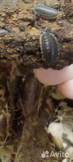 Мокрицы Trachelipus caucasius