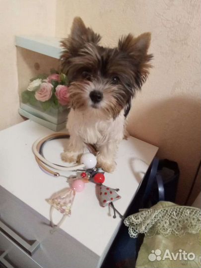 Щенки бивер