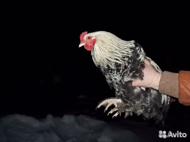 Птица яранск