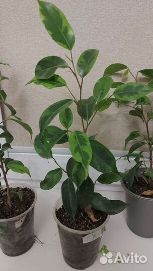 Фикус молодые кустики, черенки