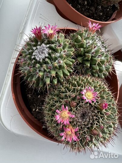 Кактус цветущий