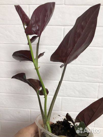 Стнгониум эритрофиллум Ред Эрроу