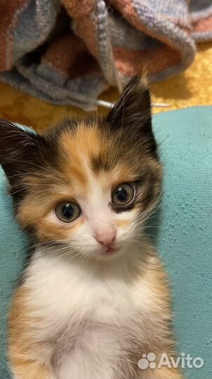 Котятки в добрые руки