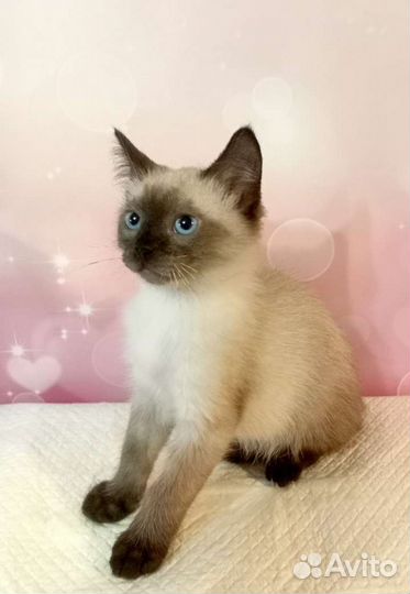 Котёнок мальчик 3 месяца