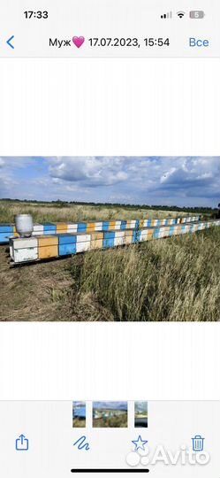 Продается пасека