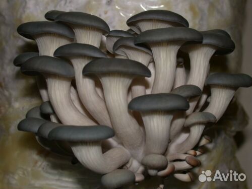 Штамм гриба Вешенка устричная, Pleurotus ostreatus