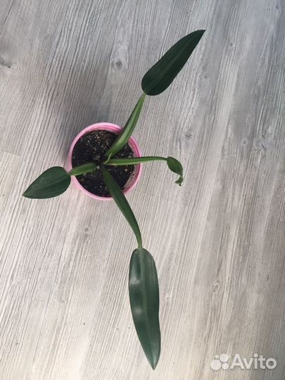 Цветы Тайские