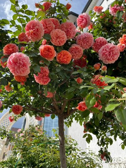 Штамбовые Розы
