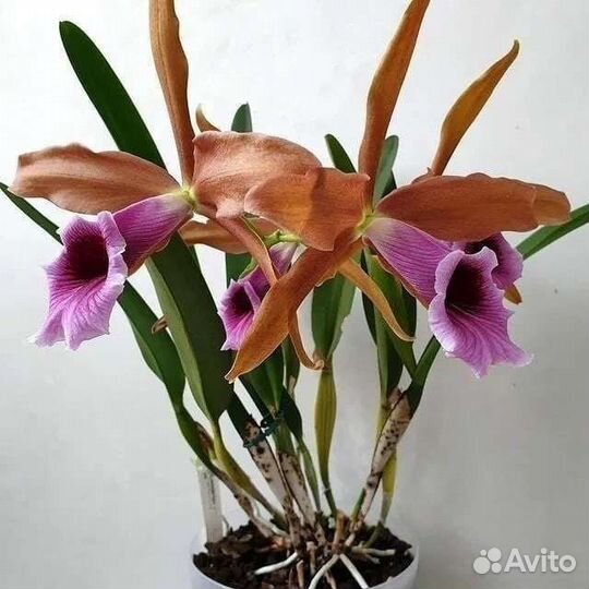 C.(L.) tenebrosa sib